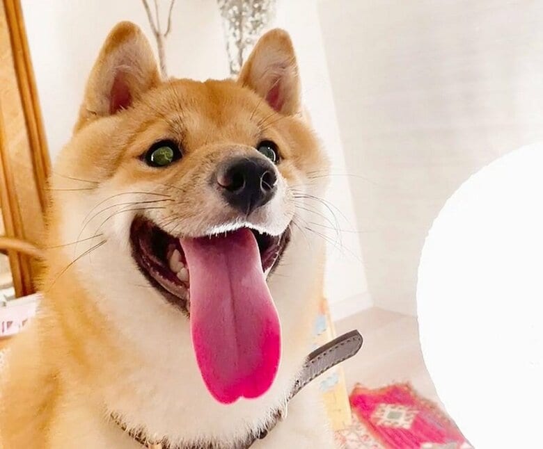 ランランの瞳を見せるとらくん