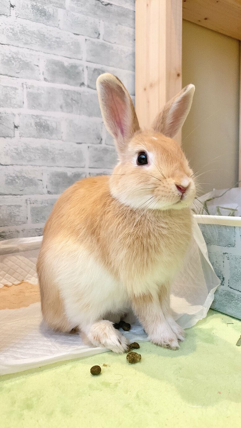 提供：げんまいとうるちさん