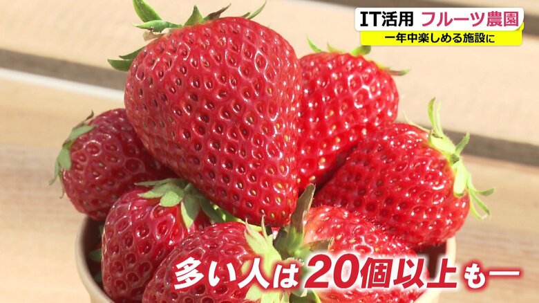 小さめのイチゴから入れるのがコツだそう