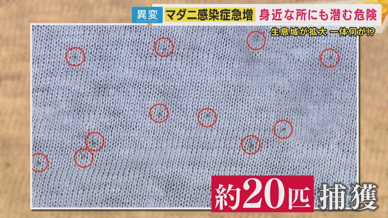 たった数分で捕獲したマダニの数は、およそ20匹