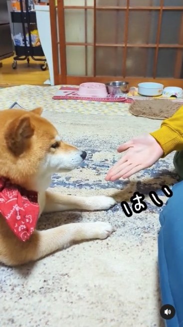 提供：柴犬スティーブch【コーギーと猫を添えて】さん