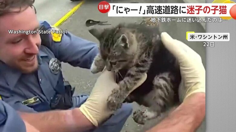 中央分離帯の隙間から無事に救出された子ネコ