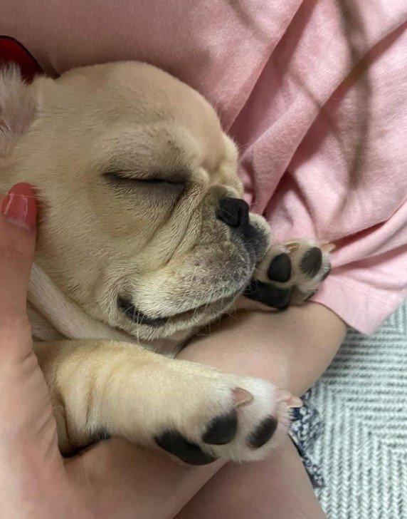 提供：みるくちゃん