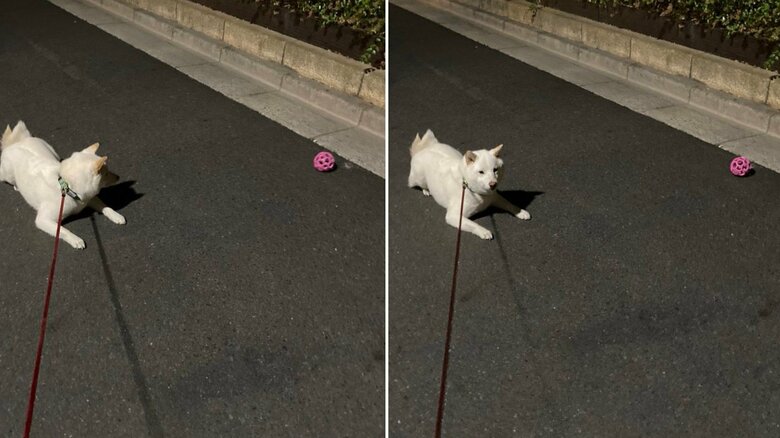 ボールを投げても興味を示さないことも