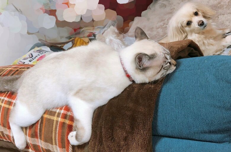 先住犬の近くで眠ったりもする