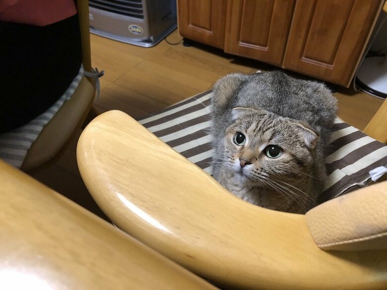ご飯を狙っている？