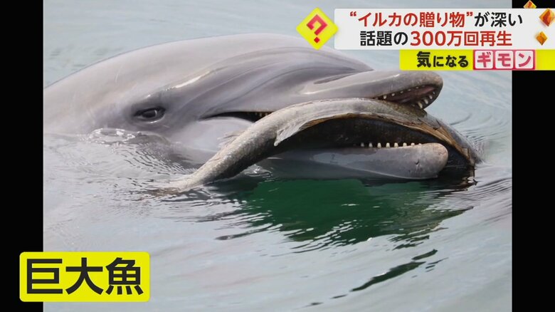 巨大な魚をくわえたイルカ