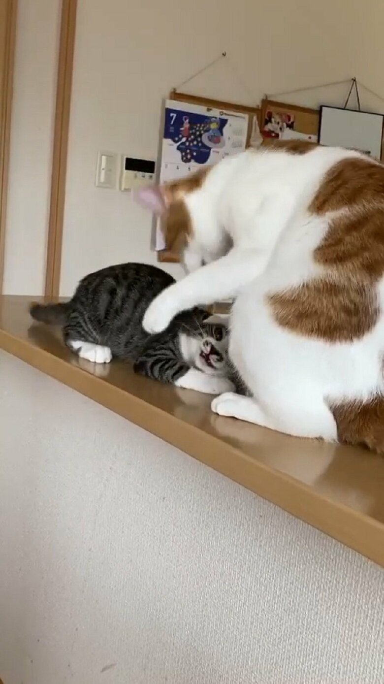 わさびくんがおさえて…