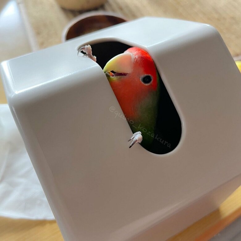 狭いところも好き　ティッシュケースの中