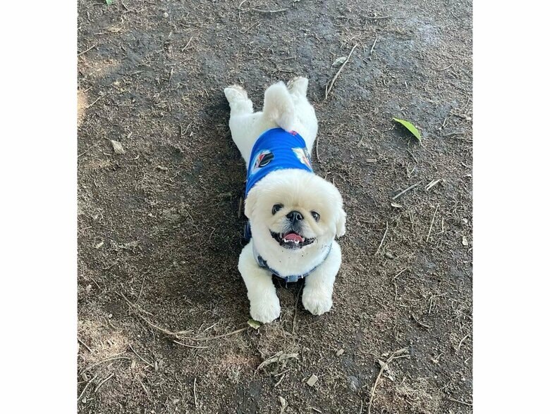 提供：てんてんの毎日さん