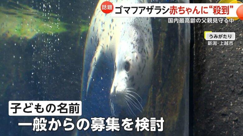 名前の公募を検討しているというゴマフアザラシの子ども