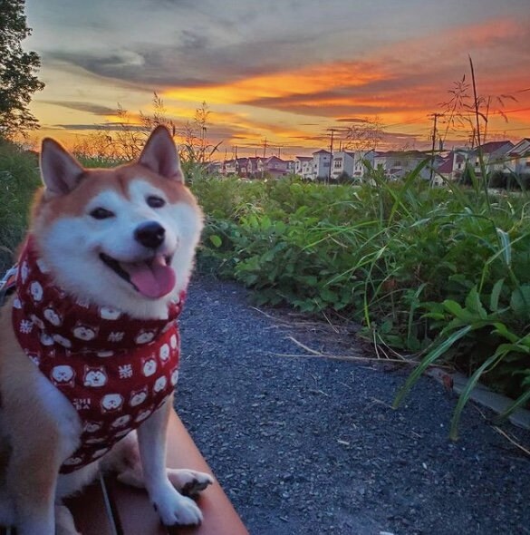 提供：柴犬ななさん