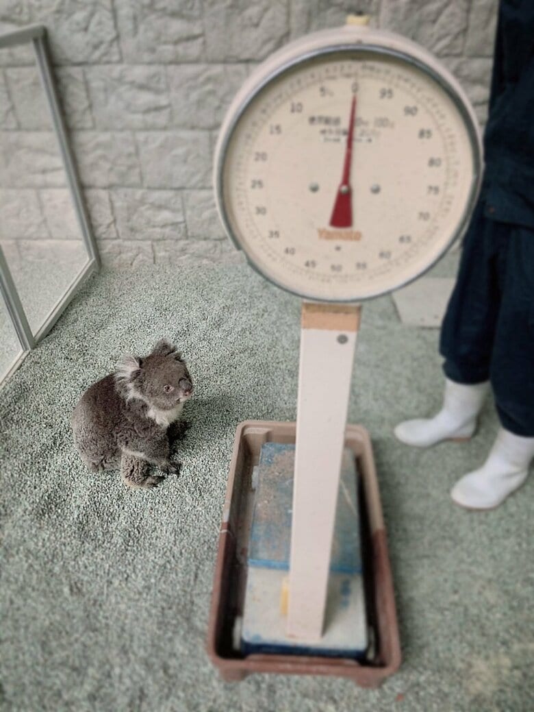 体重測定（提供：イングランドの丘）