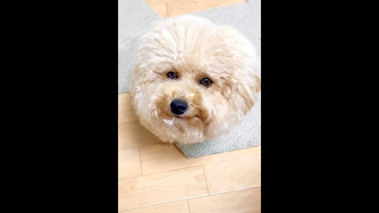 まんまるのお顔