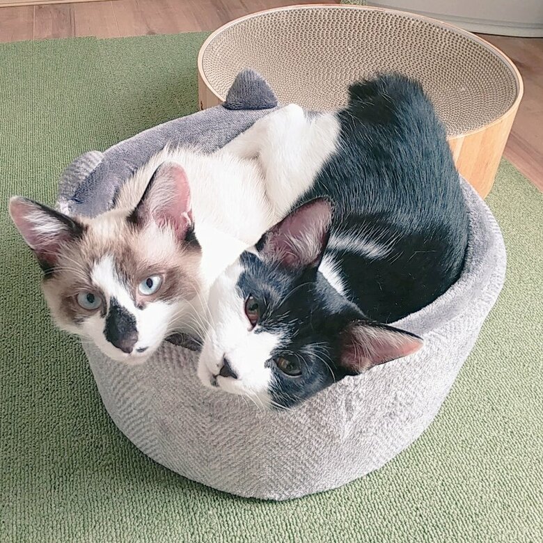 提供：かふぇらてさん