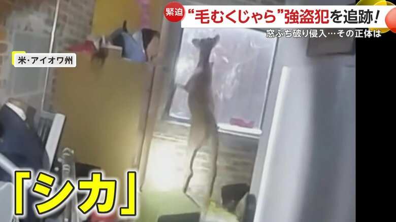 店の奥の窓から逃げようとしていたシカ（Keokuk Police Department）