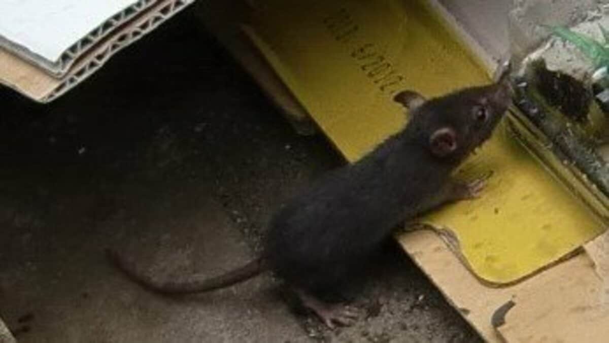 危険】寝たきりの高齢者がかじられることも…東京都心でネズミ