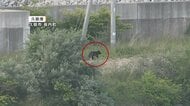 クマが久慈港内にとどまる　岩手・久慈市