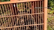 「クマ大きくなっている」巨大箱わなで捕獲の瞬間…25年前襲われ左目の視力失った狩猟歴55年のハンター　最終手段はハチミツ「知恵比べ」