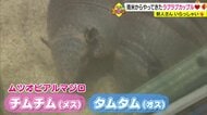 ラブラブアルマジロとラマの赤ちゃんがかわいすぎる！　ほっこりいやされるとべ動物園の新人さん