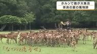 夏の風物詩「なつの鹿寄せ」が開幕　ホルンの音色で鹿が一斉に駆け寄る　子鹿の愛らしい姿も　130年以上続く伝統行事　奈良市