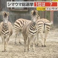 動物園初の「シマウマ総選挙」開催　メスのコナツ（8）が1位に　…