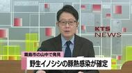 野生イノシシの豚熱感染が確定　霧島市の山中で発見　野生イノシシでは鹿児島県内初の豚熱感染事例