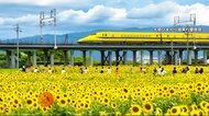 “幸せの黄色い新幹線”×ひまわり…1000人超が狙う「ドクターイエロー」“奇跡の一枚”　過去には騒然場面も　岐阜・大垣市