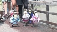 「そうめん流し」ならぬ「アジ流し」でペンギンが涼む　猛暑の夏に動物園が仕掛けた演出が話題【鹿児島】