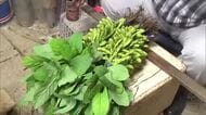 ブランド枝豆“弥彦むすめ”出荷ピーク！新潟県内で最も早く食卓に「ゆっくり味わって」