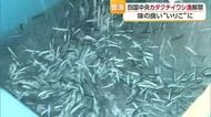四国中央市でカタクチイワシ漁１５日解禁　初日から大漁と好調なスタート　漁は８月末まで続く【愛媛】