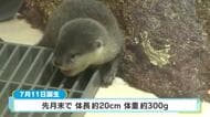 ４つ子のコツメカワウソの赤ちゃん公開　７月生まれで体長２０センチ体重３００グラム　広島・宮島水族館