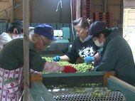 “真珠小梅”とも呼ばれる…三重県南伊勢町で『五ヶ所小梅』の出荷始まる 種が小さく果肉が厚いのが特徴