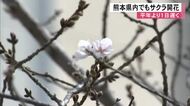 熊本県内でも「サクラの開花」　平年より１日遅く