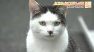 境内に捨てられた子ネコ4匹の保護から300匹を里親につないだ“猫寺”　全長7メートル石仏の膝にもネコ【福井】