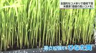 米の在庫は…価格は…えびの市で田植え「品質高い米作りで産地維持へ」