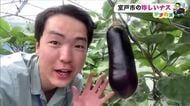 高知・室戸で100年続く伝統野菜「ぼたなす」収穫最盛期　農家激減で《次世代継承》課題に