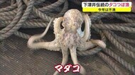 下津井で伝統の「タコ壺漁」解禁…しかし“不漁” 頭を抱える漁業関係者 大雨が影響か【岡山・倉敷市】