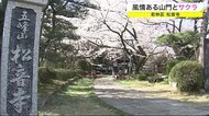 風情ある山門とサクラ　例年より早く見頃に　若林区 松音寺〈仙…