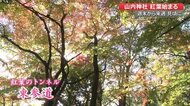 鳥居をくぐると赤・黄・緑のグラデーション 高知市の山内神社 木々ほんのり色づく【高知】