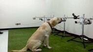 各国でコロナ探知犬に期待 陽性者を嗅ぎ分け