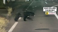 カメラが捉えた住宅街に向かって道路を横断するクマ　80代女性顔など引っかかれ搬送…秋田と福島で人身被害相次ぎ5人けが