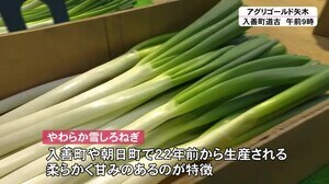 「やわらか雪しろねぎ」収穫はじまる…甘くて柔らかいのが特徴「鍋にたっぷり入れて」富山・入善町