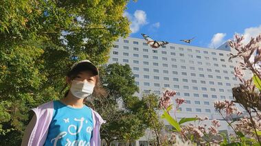 “旅するチョウ”アサギマダラに魅了された小6女子 花を植え拠点づくり…100匹飛来「チョウにも人にとっても天国に」【福岡発】