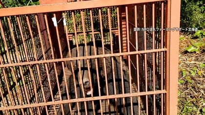 「クマ大きくなっている」巨大箱わなで捕獲の瞬間…25年前襲われ左目の視力失った狩猟歴55年のハンター　最終手段はハチミツ「知恵比べ」