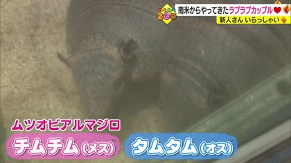 ラブラブアルマジロとラマの赤ちゃんがかわいすぎる！　ほっこりいやされるとべ動物園の新人さん