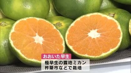 「非常にバランス良い」「味が濃い」「美味しい」　露地ミカンの極早生品種　おおいた早生初競り　大分