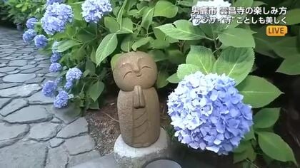 アジサイ寺、鮮やかなブルー広がる　男鹿・雲昌寺のアジサイ見頃　構想8年の新たな見どころが誕生　秋田