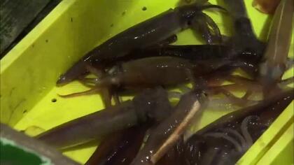 【函館のスルメイカ漁…突然の休漁】「こんなことしてたら個人の漁師、日本から消滅する」漁獲枠を超えたため小型イカ釣り漁船が当面の間”休漁”に…イカの街に激震＜北海道＞