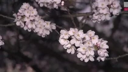 見頃迎える石川県小松市の木場潟公園の桜…夜桜の魅力にイベントも
